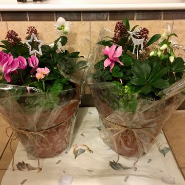 Helleborus