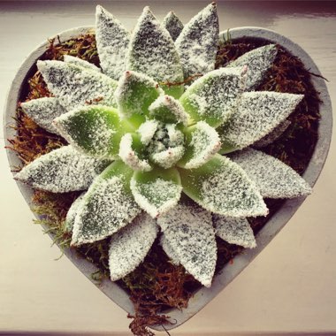 Echeveria
