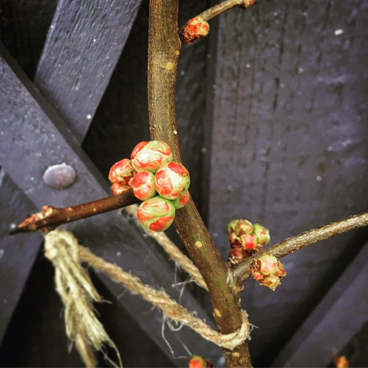 plant image 596055