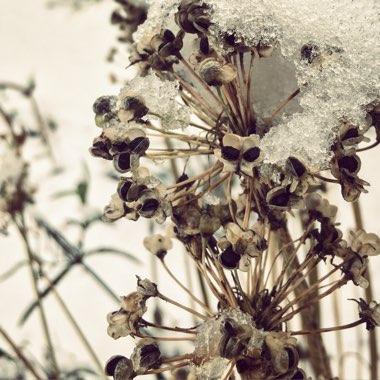 Allium tuberosum