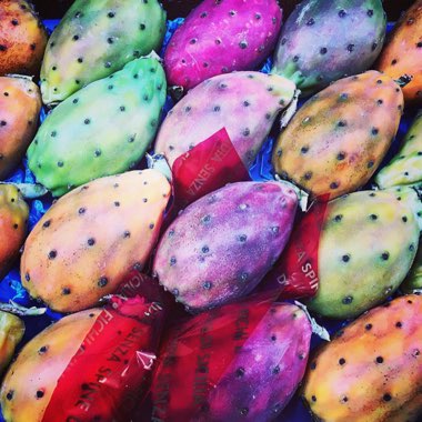 Opuntia