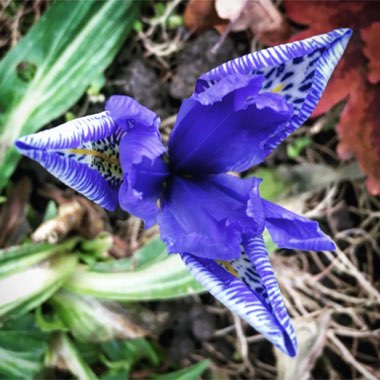 Iris histrioides 'Lady Beatrix Stanley' syn. Iris 'Lady Beatrix Stanley', Iris reticulata 'Lady Beatrix Stanley'