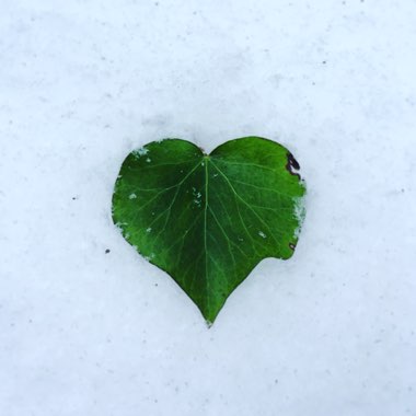 Hedera