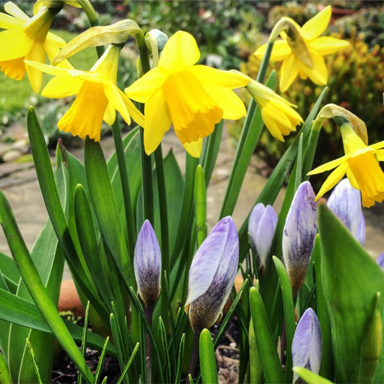 plant image 633202