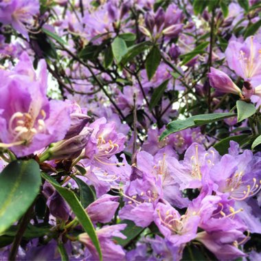 Rhododendron  (Azalea Varieties)