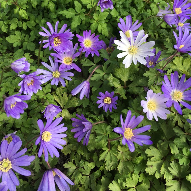 Plant image Anemone blanda 'Blue Shades'