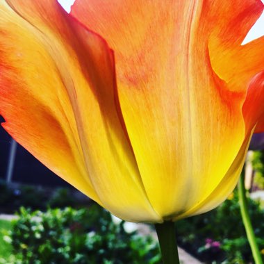 Tulipa