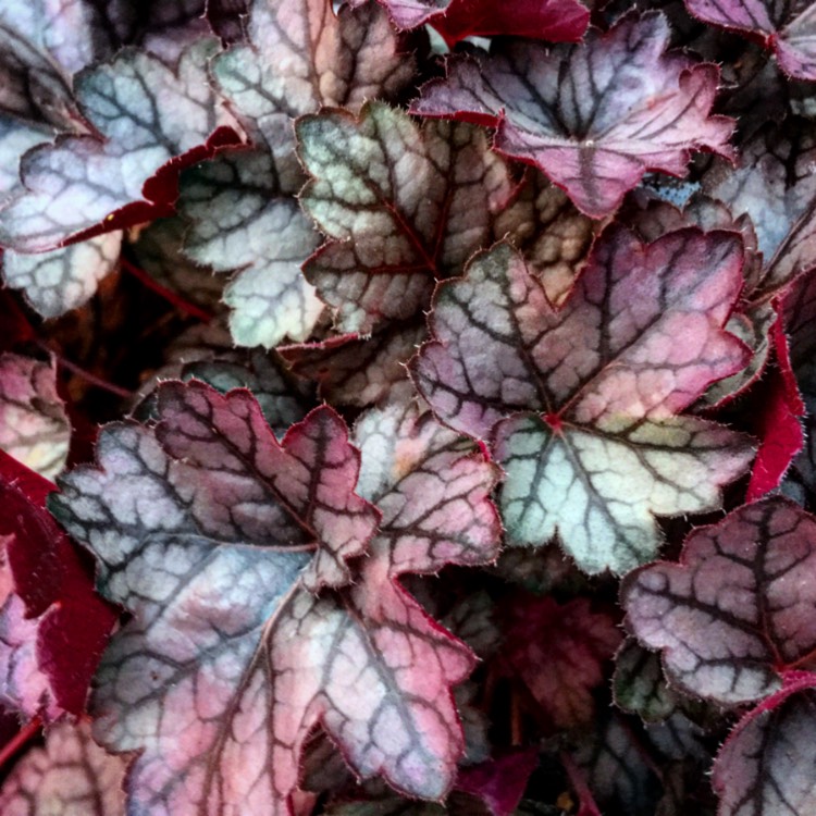 Plant image Heuchera 'Glitter'