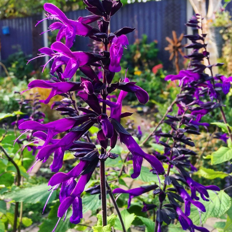 plant image 878909