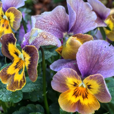 Viola x wittrockiana