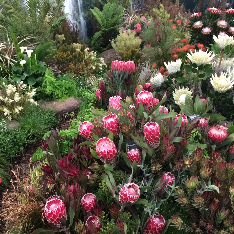 Protea