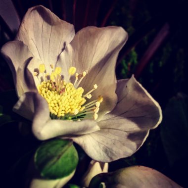 Helleborus