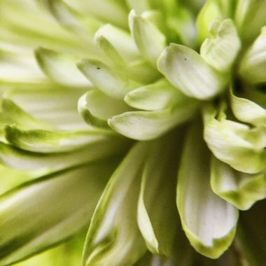 Chrysanthemum
