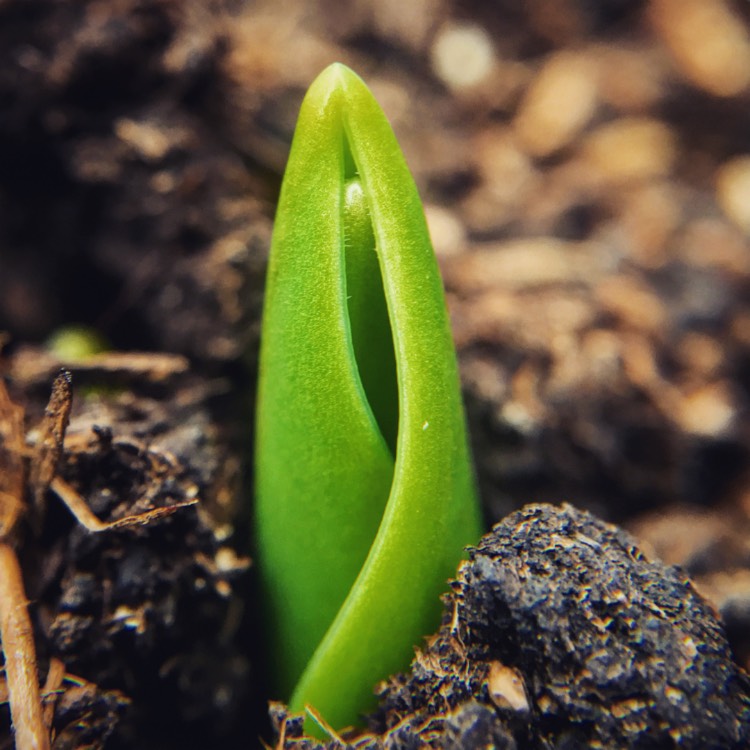 plant image 924301