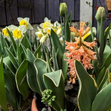 Hyacinthus orientalis 'Gipsy Queen'