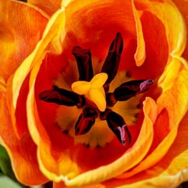 Tulipa