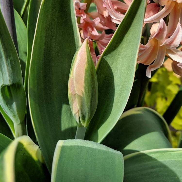 Plant image Tulipa 'China Town'