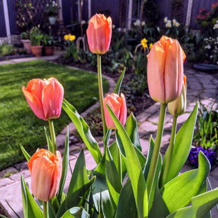 Plant image Tulipa 'Orange Dynasty'
