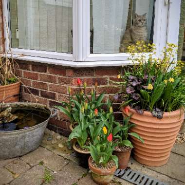 Tulipa 'Sunny Prince'