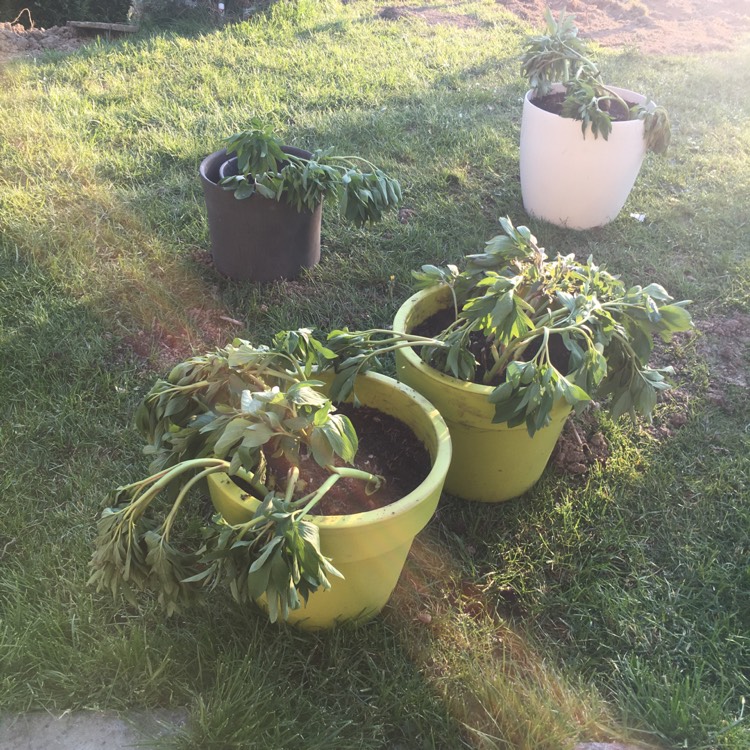 plant image 1266500