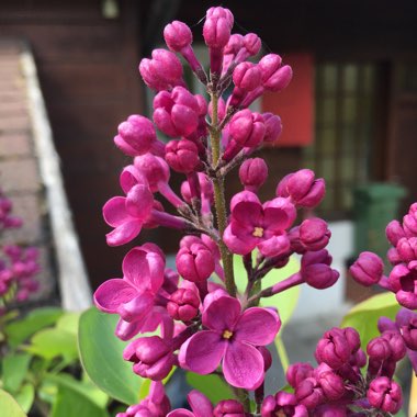 Syringa