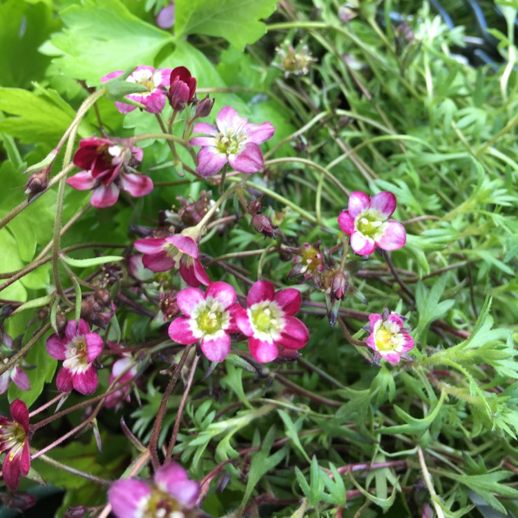 plant image 398379