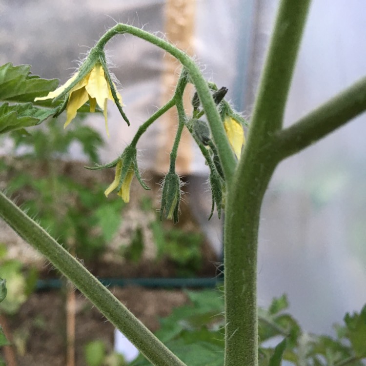 plant image 414251