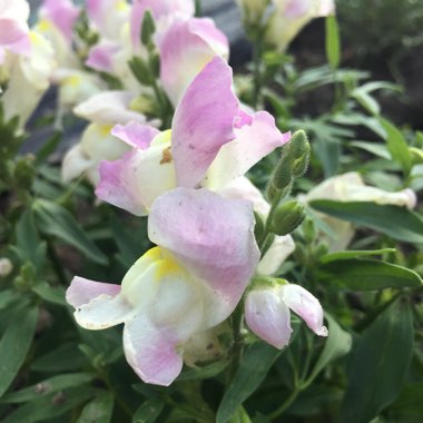Antirrhinum
