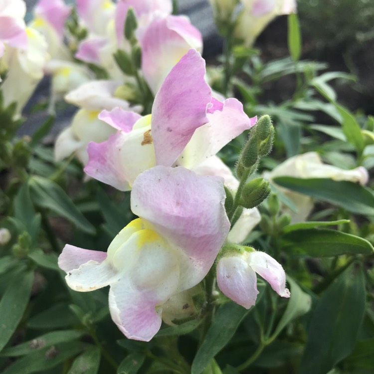 plant image 445807
