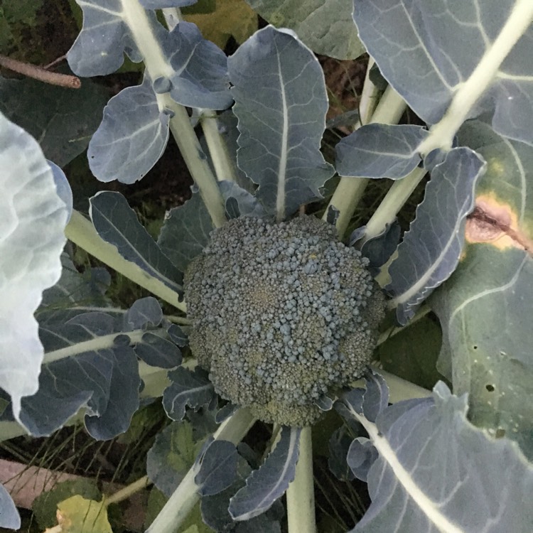 plant image 474392