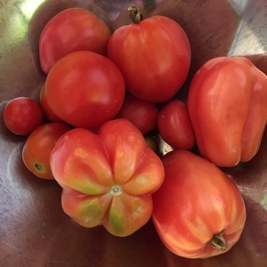 Solanum lycopersicum  syn. Lycopersicon lycopersicum