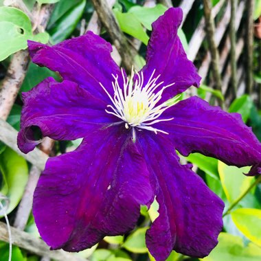 Clematis 'Warsaw Nike'