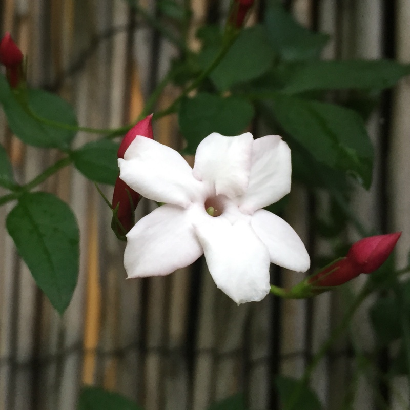 plant image 123842