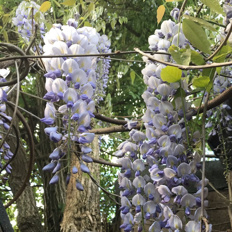 plant image 1290217