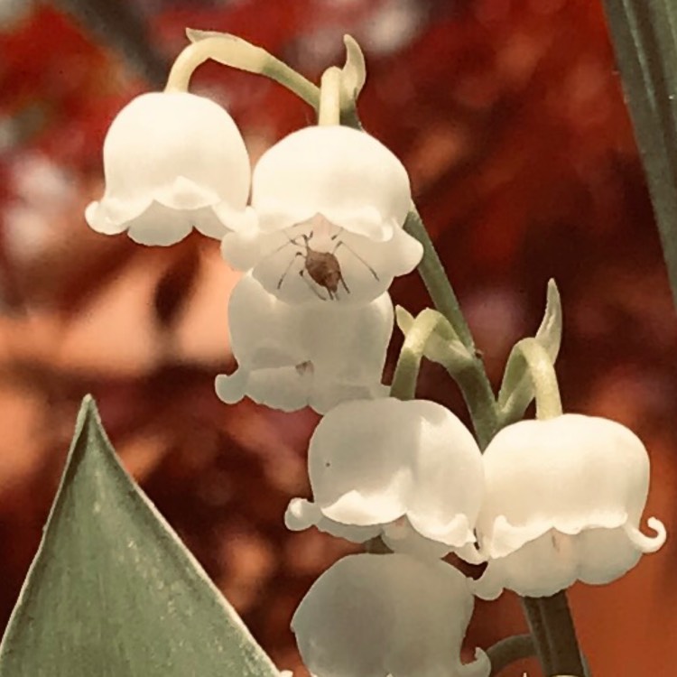 plant image 1304543
