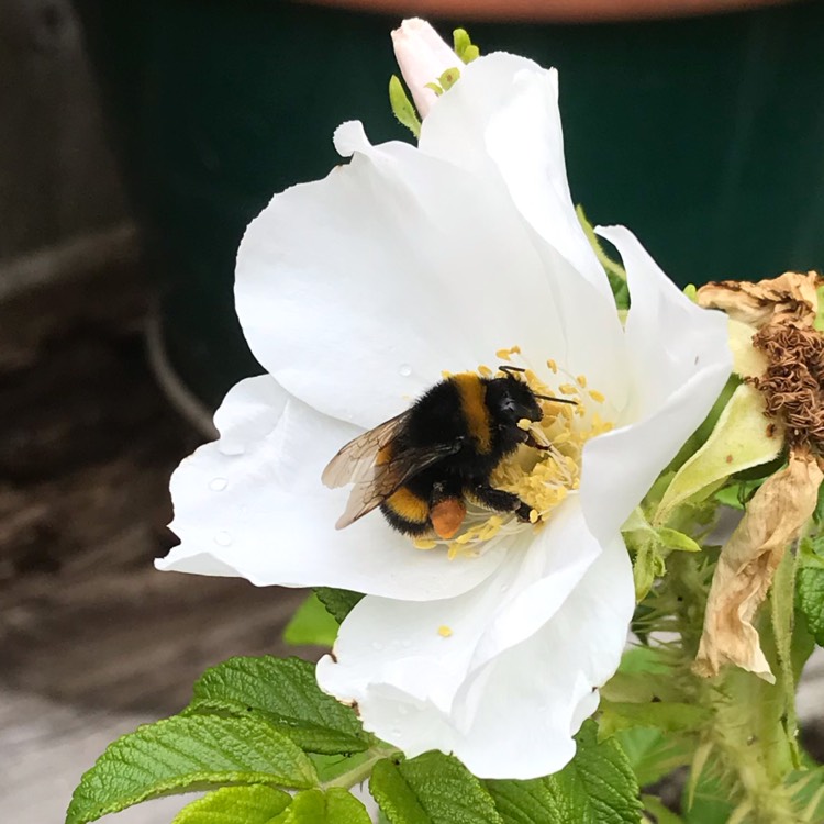 plant image 1333450