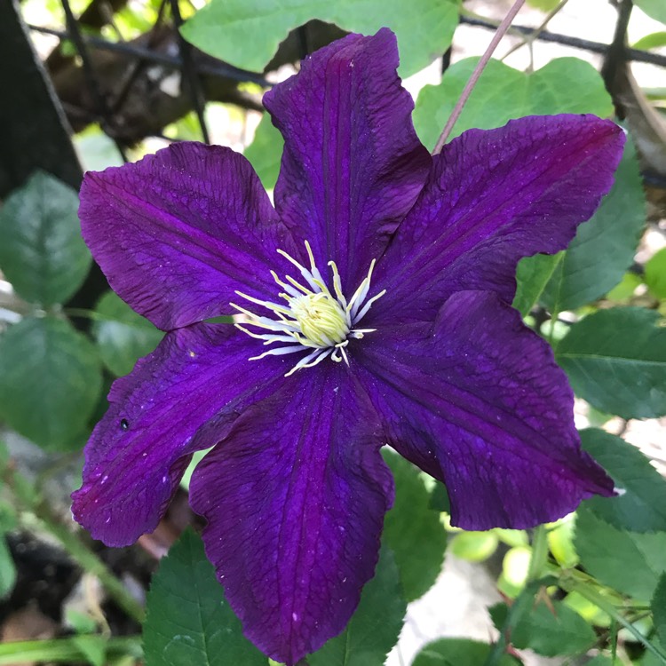 plant image 1336961