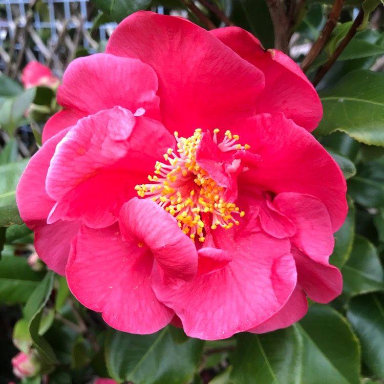 Plant image Camellia japonica 'Doctor King'