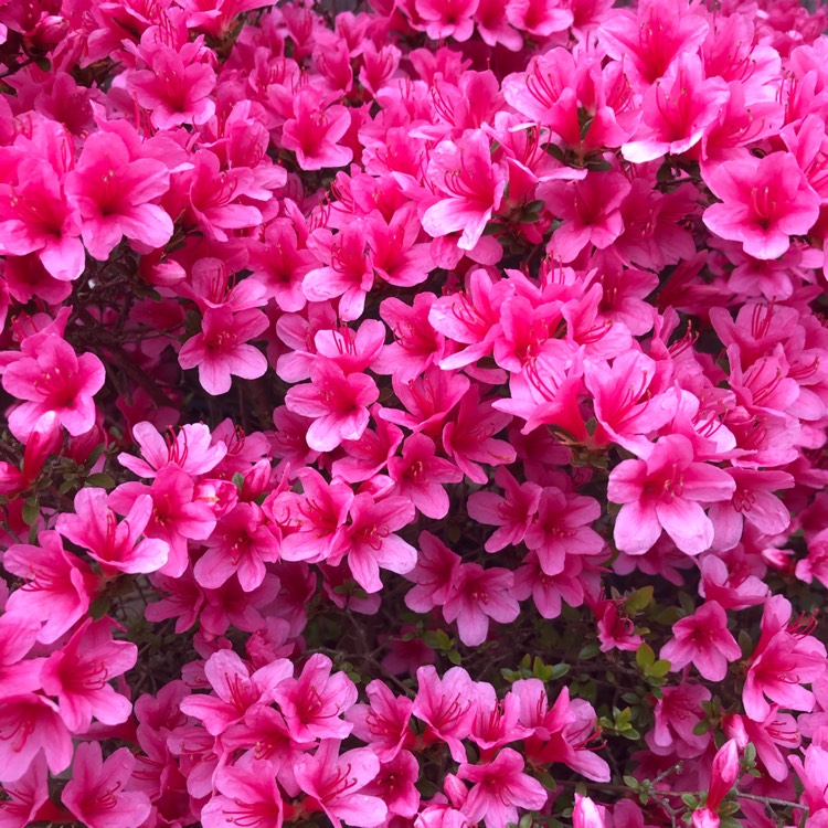 plant image 1471095 plant image 1471095
