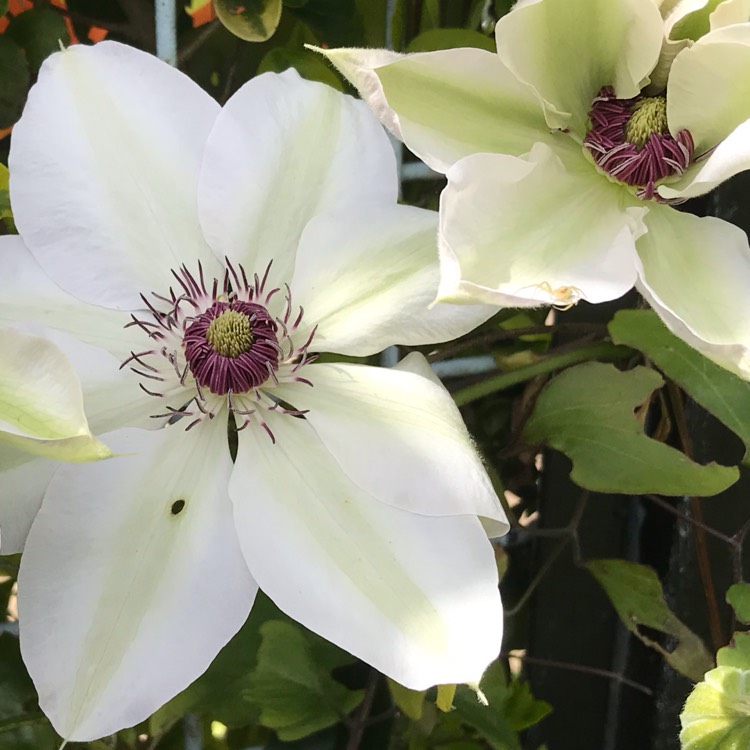 Plant image Clematis 'Miss Bateman'