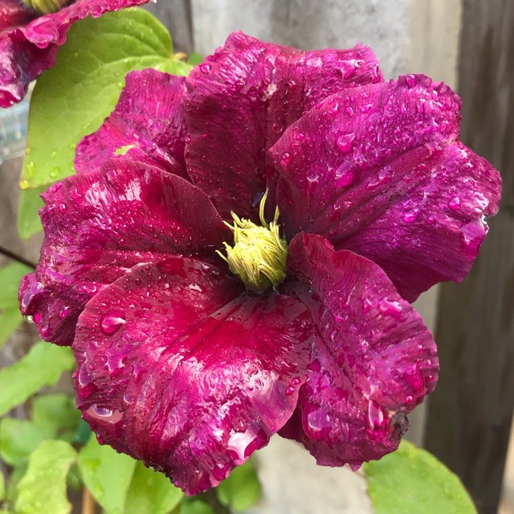 Plant image Clematis 'Rahvarinne'
