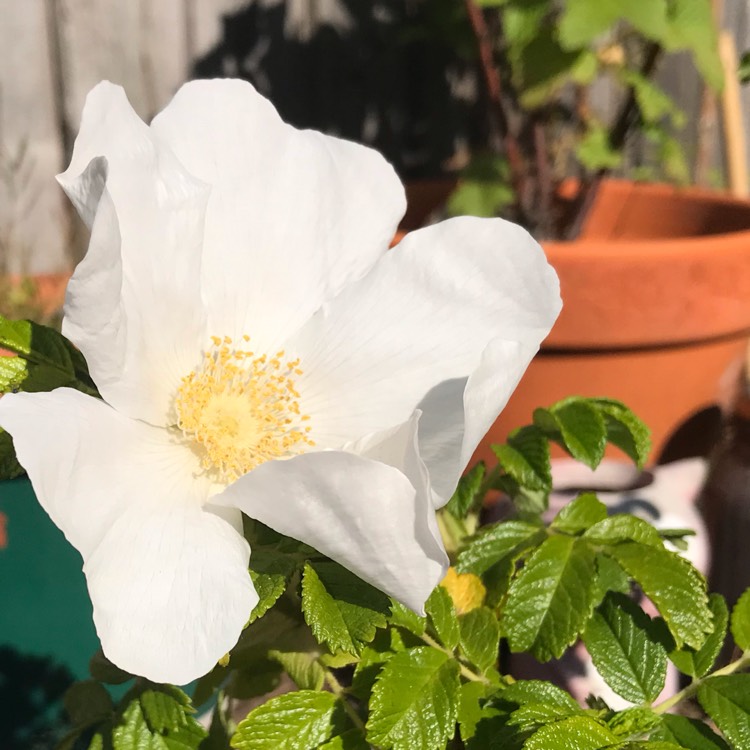 plant image 1486529