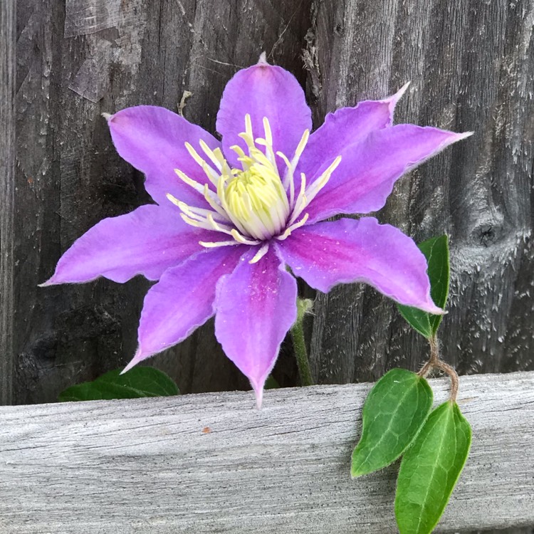 Plant image Clematis 'Pink Champagne'