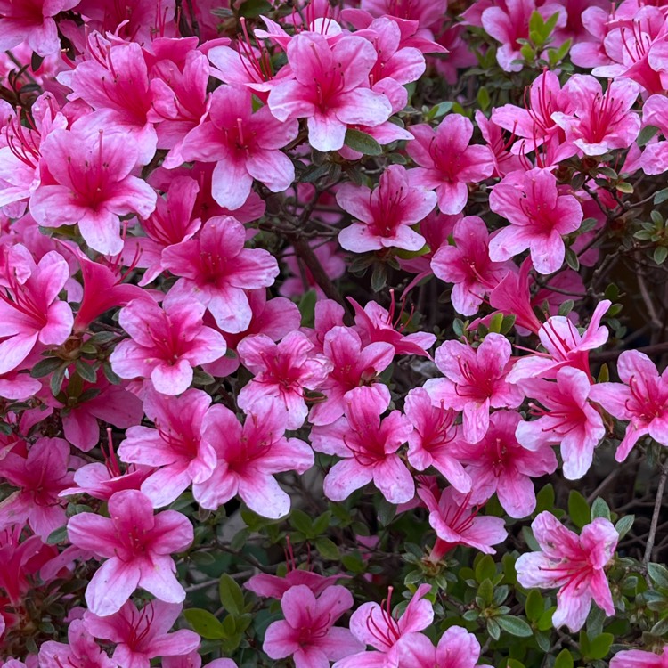 plant image 1580596 plant image 1580596