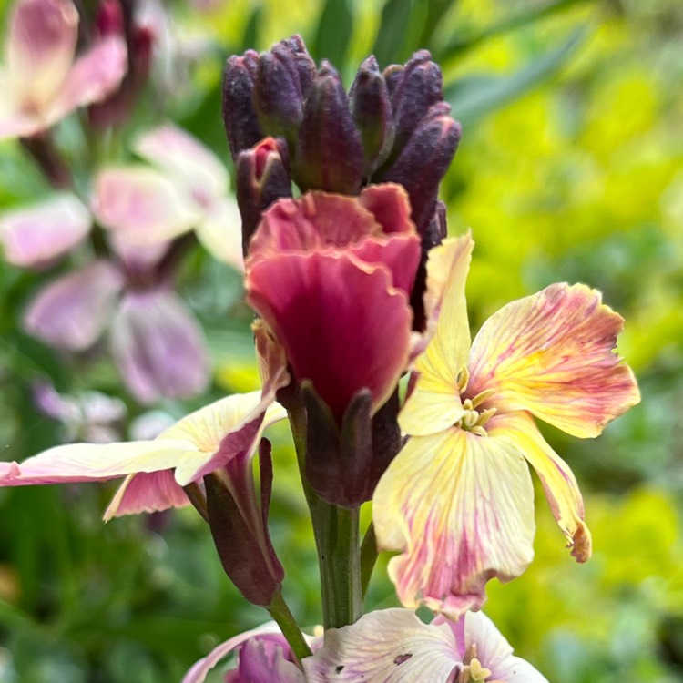 plant image 1580603 plant image 1580603
