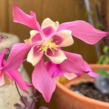 Columbine