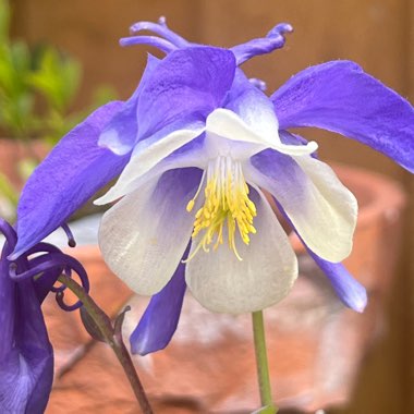 Columbine