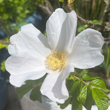 Rose (Species) Dog Rose