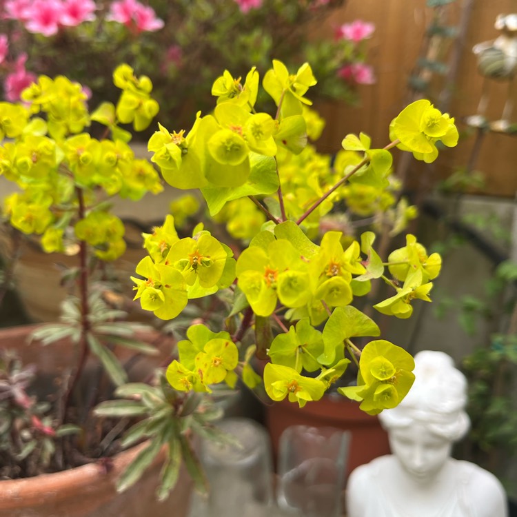Plant image Euphorbia