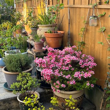 Samantha's garden
